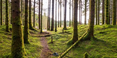Ağaçlarda yosunların büyüdüğü ormanda bir patika.