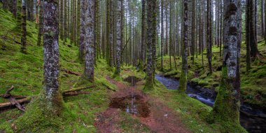 İçinden dere akan bir orman.