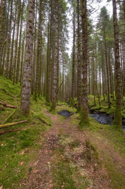 İçinden dere akan bir orman.