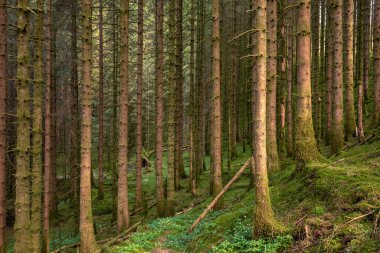 Ortasında patika olan bir orman.