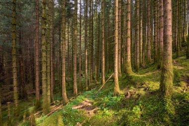 Ortasında patika olan bir orman.