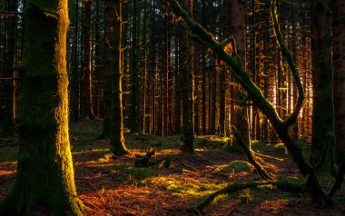 Ağaçların arasında parlayan güneşli bir orman.