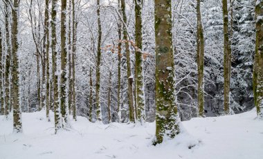 Kırmızı yangın musluğu olan karla kaplı bir orman.