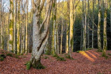 Birkaç ağaç ve yaprağı olan bir orman.