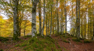 Ortasında patika olan bir orman.