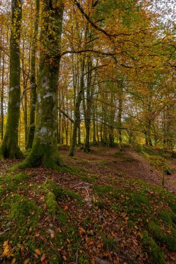 Bir sürü ağaç ve yaprağı olan bir orman.