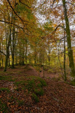 Bir sürü ağaç ve yaprağı olan bir orman.