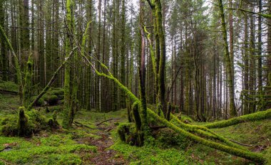 Ağaçlarda yosun yetişen bir orman.