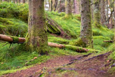 Önünde devrilmiş bir ağaç olan bir orman.