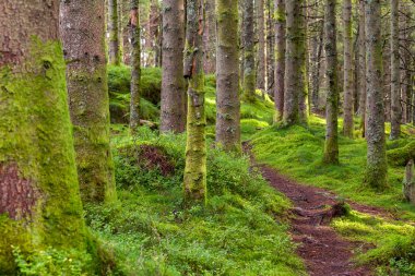 Yerde yosun olan bir ormanda bir patika.