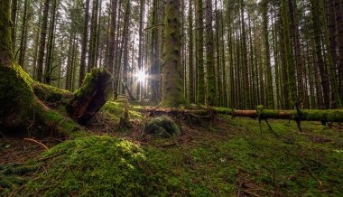 Ağaçların arasında parlayan güneşli bir orman.
