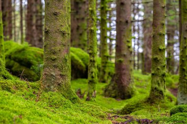 Ağaç gövdesi olan yosun kaplı bir orman.