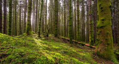 Ağaçları ve yosunları olan bir orman.