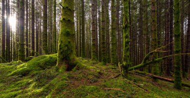 Ağaçların arasında parlayan güneşli bir yosun ormanı.