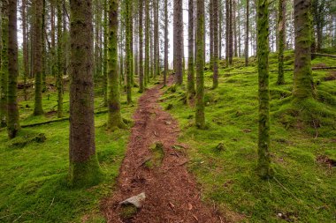 Yerde yosun olan bir ormanda bir patika.