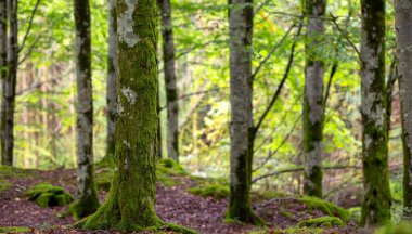 Bir orman yosun kaplı ağaçlar ve bir bank