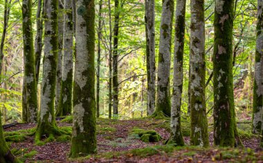 Yosun ağaçlı ve yapraklı bir orman.