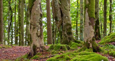 Yerde yosun yetişen bir orman.