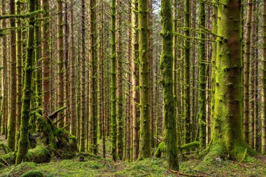 Bir sürü yosunla kaplı bir orman.