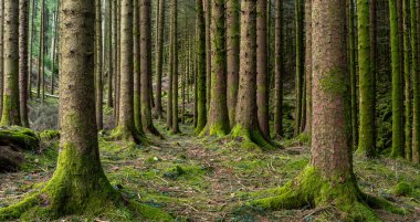 Ağaçlarda yosun yetişen bir orman.