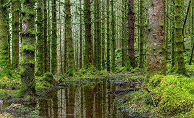 Ağaçlarda yosun yetişen bir ormanda bataklık.