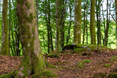 Ağaç gövdesi ve yosunlu bir orman.