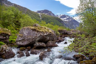 Bir nehir yemyeşil bir ormanın içinden akıyor.