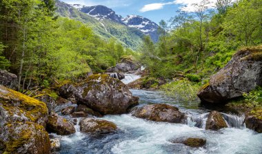 Bir nehir yemyeşil bir ormanın içinden akıyor.