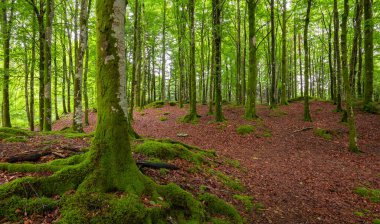 Ağaç gövdesi ve yolu olan bir orman.