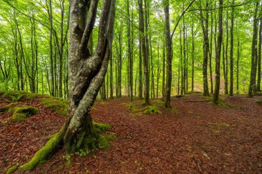 Ormanda yosunlu bir ağaç gövdesi