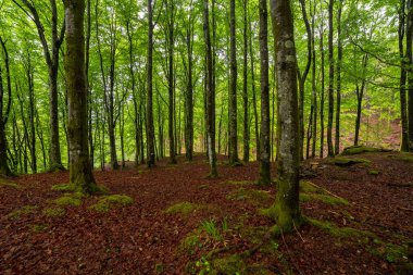 Bir sürü ağaç ve yaprağı olan bir orman.
