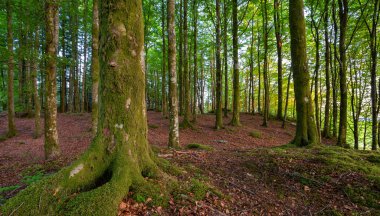 Ağaç gövdeli ve yosunlu bir orman.