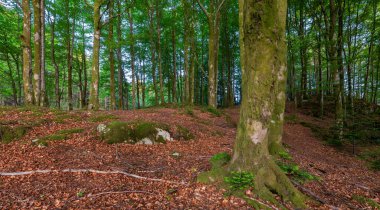 Ağaç gövdesi ve kayası olan bir orman.
