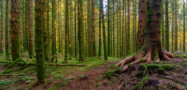 Bir ağaç gövdesi ve yerde büyüyen yosunlu bir orman.