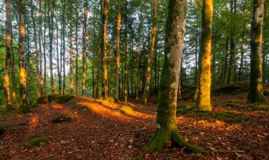 Bir sürü ağaç ve yaprağı olan bir orman.
