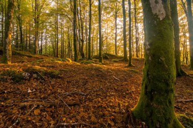 Ağaç gövdesi olan ve ağaçların arasından parlayan bir orman.