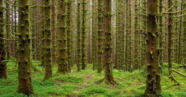 Yosun ağaçları ve yeşil otları olan bir orman.