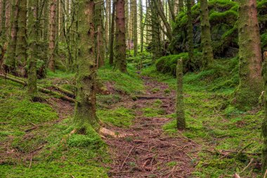 Yerde yosun olan ormanda bir patika.