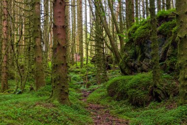 Yerde yosun olan bir ormanda bir patika.