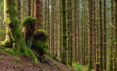 Ormanda yosun kaplı bir ağaç kütüğü.