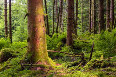 Ağaç gövdesi ve eğreltiotu olan bir orman.