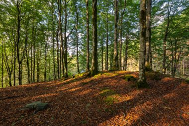 Bir sürü ağaç ve yaprağı olan bir orman.