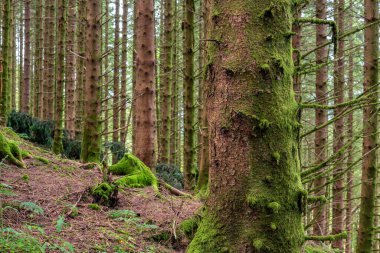 Ağaç gövdeli ve patikalı bir orman.