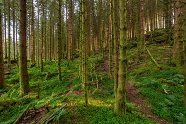 Bir sürü ağacı ve yeşil otları olan bir orman.