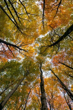 Sonbaharda bir sürü ağacı olan bir orman.