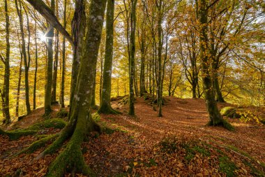 Bir sürü ağaç ve yaprağı olan bir orman.