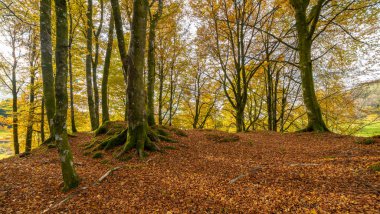 Bir sürü ağaç ve yaprağı olan bir orman.