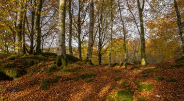 Bir sürü ağaç ve yaprağı olan bir orman.