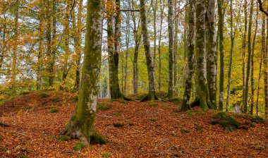 Bir sürü ağaç ve yaprağı olan bir orman.