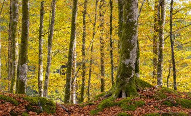 Ağaç gövdeli ve yosunlu bir orman.